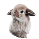 All Things Bunnies Inc