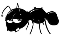 Ant Supplies
