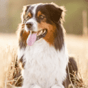 Aussie Rescue Socal Inc