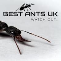 Best Ants UK