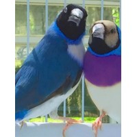 Blue Gouldian Finches Pet Birds