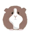 C & C Guinea Pig Cages