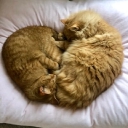 Cattitude Daily