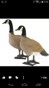 Clinton Decoy,