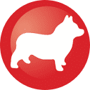 Corgi