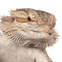 Custom Reptile Habitats