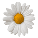 Daisy Corp