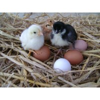 Durhamhens