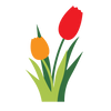 Dutch Flower Bulbs