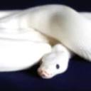 Exotic Reptiles