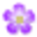 Expressions in Bloom Fine Flowers