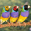 Fab Finches