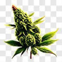 Germanweedstore