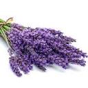 Hope Hill Lavender Farm