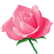 Land of Roses