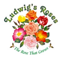 Ludwig's Roses