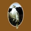 Mikes Falconry Supplies