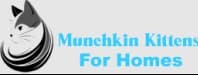 Munchkin Kittens 4 Homes
