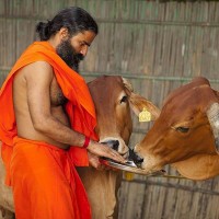 Patanjali Dairy
