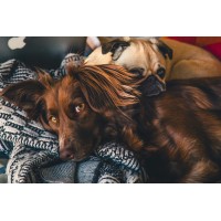Petjoy