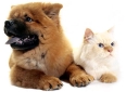 Pets-Megastore