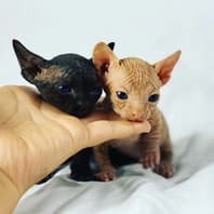 Purrxotics