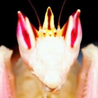Richard's Inverts