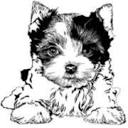 Rocky Mountain Biewer Terriers