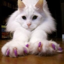 Softpaws.com