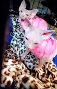 Sphynxbambinos4ever