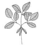 The Botanical Candle