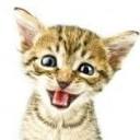 The Cat Behavior Clinic