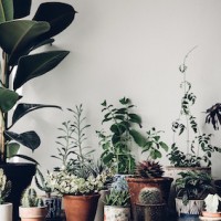The Planter Co.