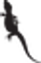 Tikisgeckos