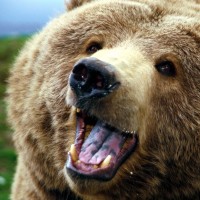 Ursack Bear Bags