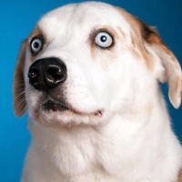 Weratedogs