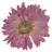 Wilder North Botanicals